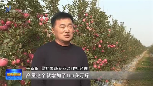 丰收季：新品种改造 苹果增产千吨【威海广电讯】