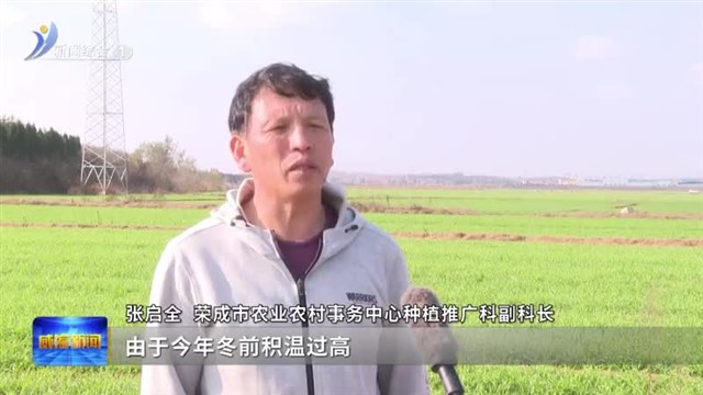 荣成市：做好小麦冬前管理 夯实丰产基础【威海广电讯】