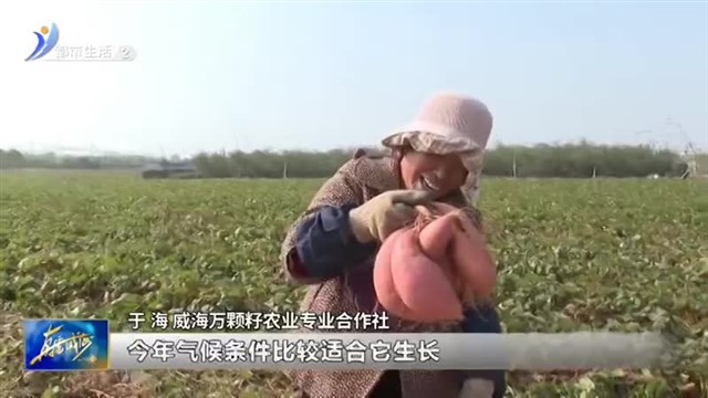 百亩红薯喜获丰收【威海广电讯】