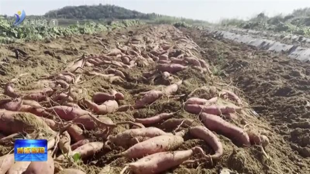 乳山：“薯”光照亮致富路【威海广电讯】