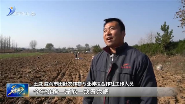 小芋头大甜头 致富路上“芋”来愈好 【威海广电讯】