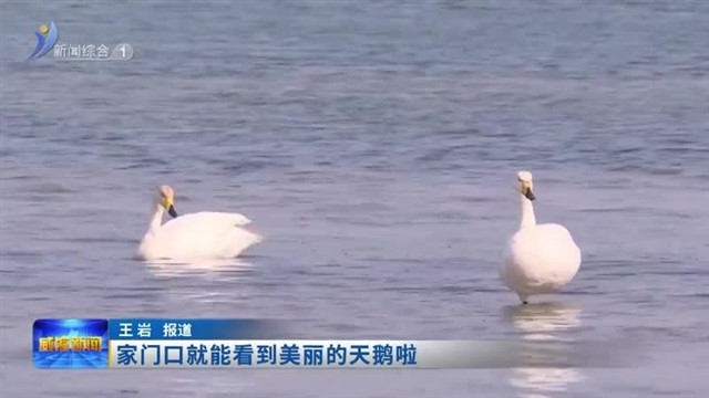 家门口就能看到美丽的天鹅啦【威海广电讯】