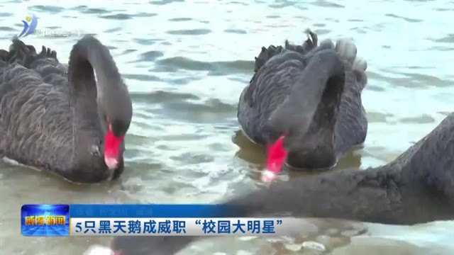 5只黑天鹅成威职“校园大明星”【威海广电讯】