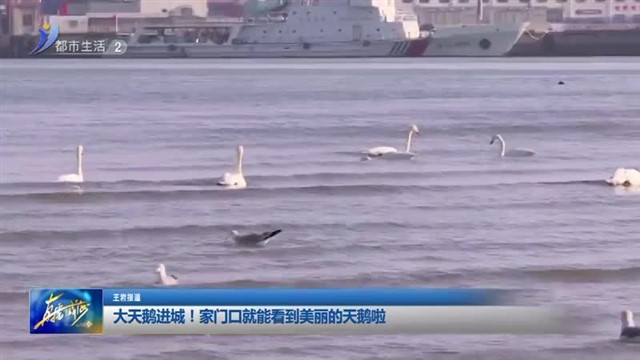 大天鹅进城！家门口就能看到美丽的天鹅啦【威海广电讯】