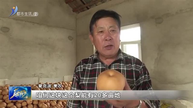 皮薄多汁！三季梨大丰收【威海广电讯】