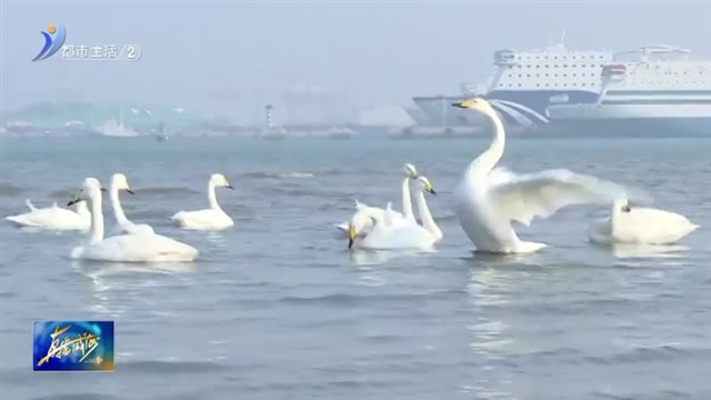 九龙湾迎来大天鹅！【威海广电讯】