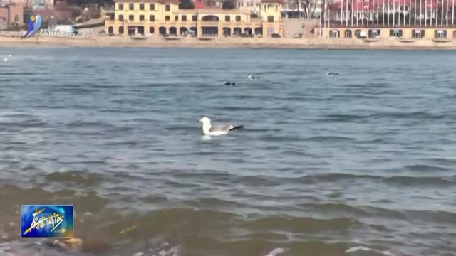 看海、踏浪、喂海鸥……来半月湾打卡吧【威海广电讯】