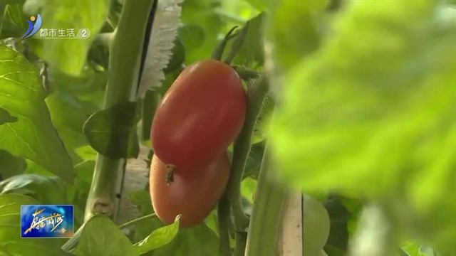 “花生柿子”种出增收好光景【威海广电讯】