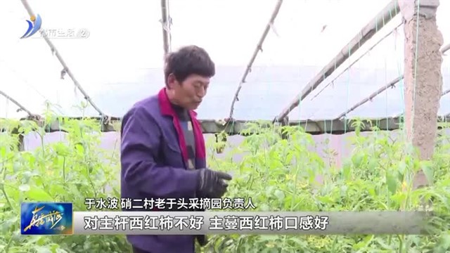 冬闲人不闲 大棚增收忙【威海广电讯】