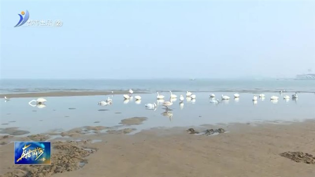 九龙湾迎来大天鹅！【威海广电讯】