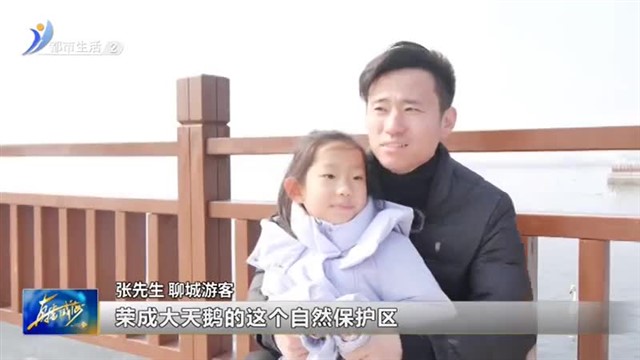 荣成好运角：天鹅陪伴过大年【威海广电讯】