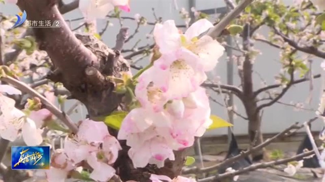 大棚樱桃 花开满枝【威海广电讯】