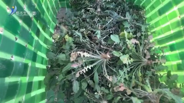 春风吹绿野菜香 春菜食用正当时【威海广电讯】