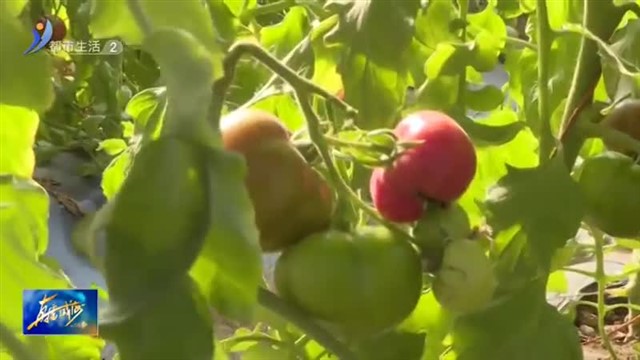 感受田园生活  畅享采摘乐趣【威海广电讯】