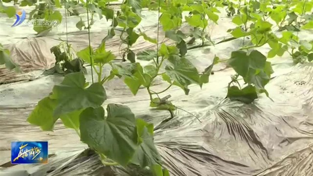 文登区宋村镇：人勤春来早 大棚农事忙【威海广电讯】