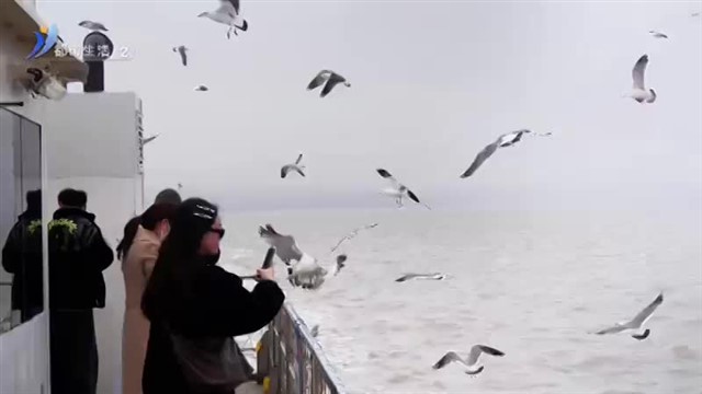 威海荣成：海鸥与游船并行 海水共蓝天一色【威海广电讯】