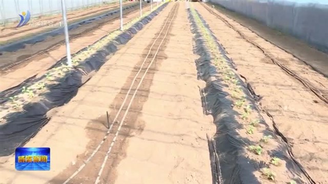 春耕农忙 播种育苗正当时【威海广电讯】