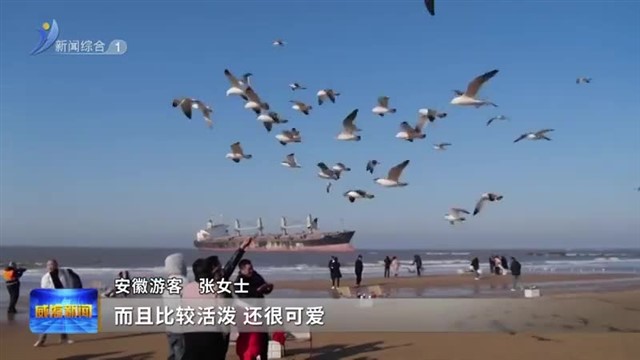 上万只黑尾鸥如约归来【威海广电讯】