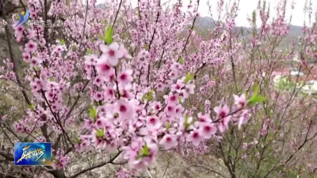 嫣粉娇红 寻春恰逢桃花朵朵【威海广电讯】