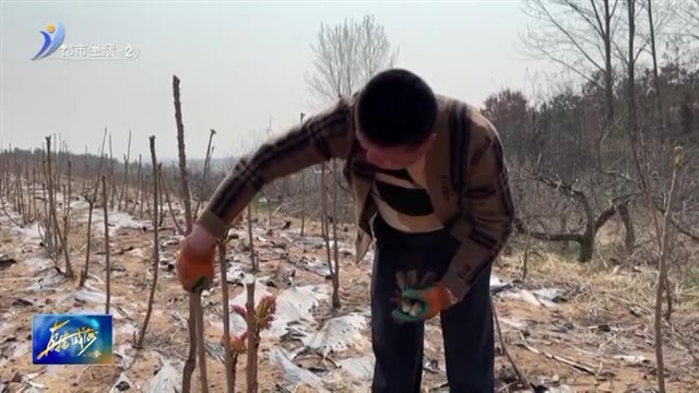 这里的刺嫩芽成熟采摘忙【威海广电讯】