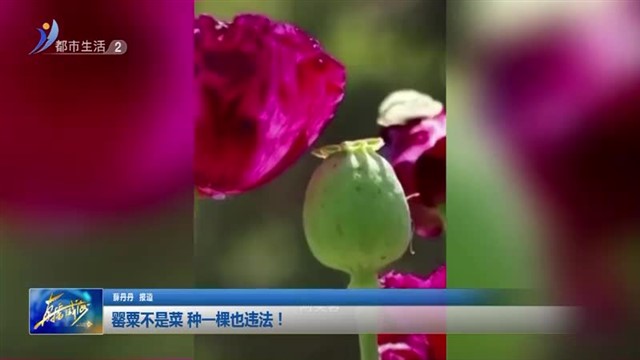 罂粟不是菜 种一棵也违法！【威海广电讯】