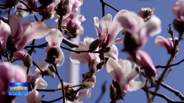 春日暖阳 踏青赏花正当时【威海广电讯】