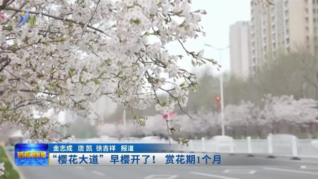 “樱花大道”早樱开了！赏花期1个月【威海广电讯】