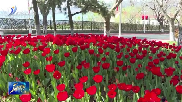 在威海“郁”见最美春天【威海广电讯】