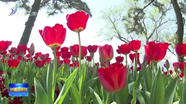 在威海“郁”见最美春天【威海广电讯】