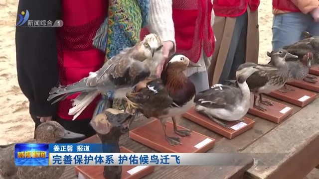 完善保护体系 护佑候鸟迁飞【威海广电讯】