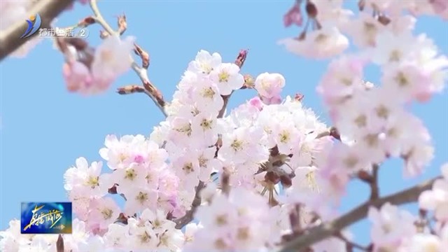 “花”经济激活农旅融合新引擎【威海广电讯】