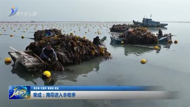 荣成：海带进入丰收季！【威海广电讯】