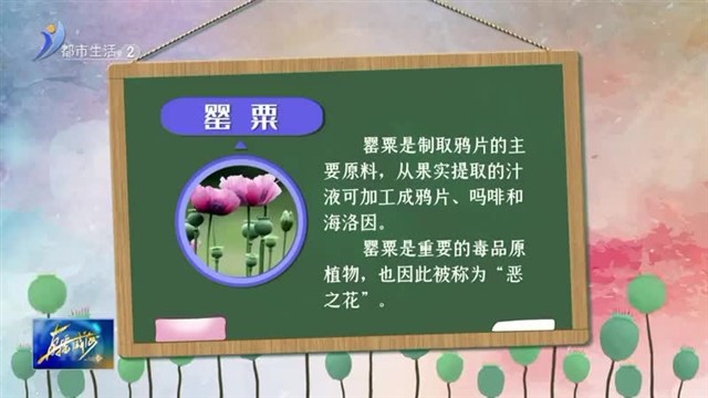 如何辨别毒品原植物？【威海广电讯】