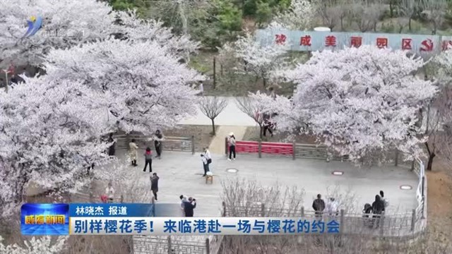 别样樱花季！来临港赴一场与樱花的约会【威海广电讯】