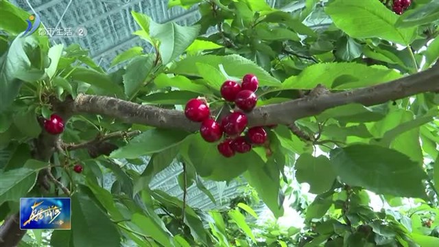 里口山大樱桃熟啦 舌尖春甜又多一分【威海广电讯】