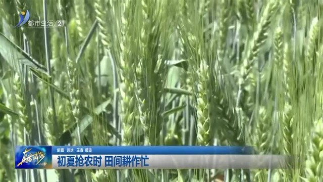 初夏抢农时 田间耕作忙【威海广电讯】