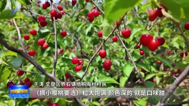 2024第二十届威海（文登）昆嵛山樱桃文化节开幕【威海广电讯】