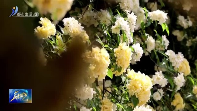 最美五月天 花开满城芳【威海广电讯】