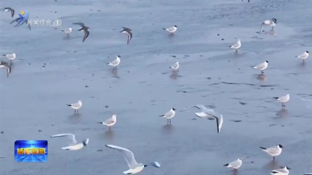 南海飞来了“湿地精灵”【威海广电讯】