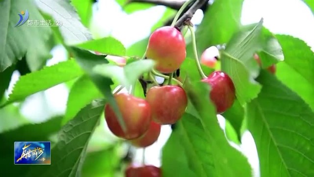 文登区葛家镇：大棚樱桃迎来采摘季 【威海广电讯】