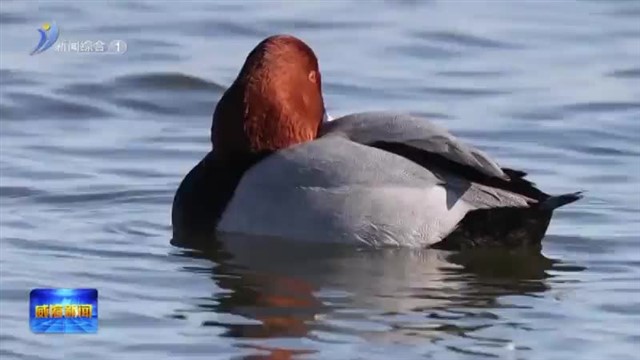 “鸟中大熊猫”黑脸琵鹭现身南海新区   【威海广电讯】