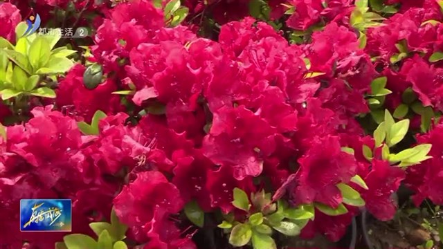 杜鹃烂漫开 繁花香满山【威海广电讯】