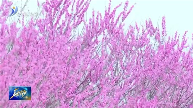 “花经济”唱响乡村振兴曲【威海广电讯】