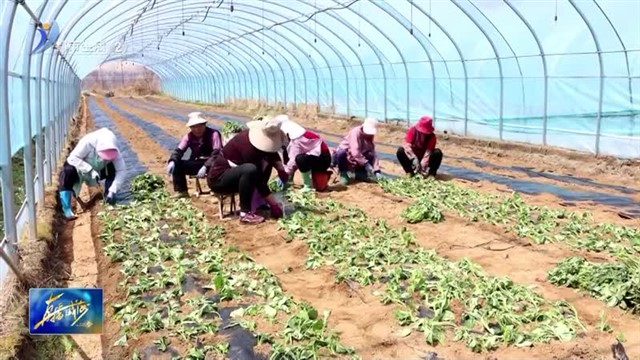 荣成：做强甘薯产业 赋能乡村振兴【威海广电讯】