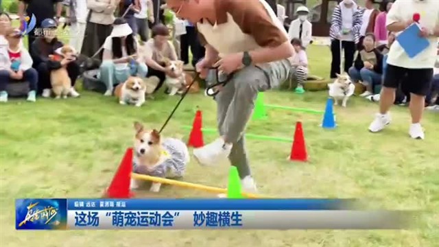 这场“萌宠运动会”妙趣横生【威海广电讯】