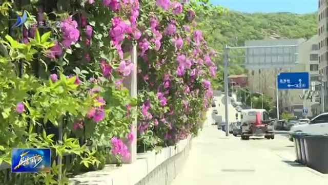 浅夏蔷薇香 这片花墙等你来打卡！【威海广电讯】