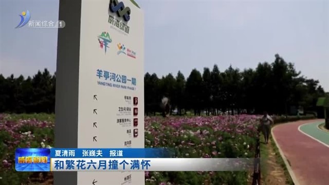和繁花六月撞个满怀【威海广电讯】