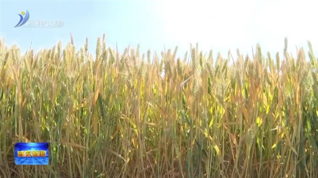 麦收季 “银发”助力展担当【威海广电讯】