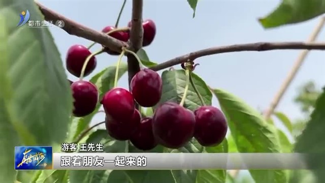 瓜果成熟 又到一年“采摘季”【威海广电讯】
