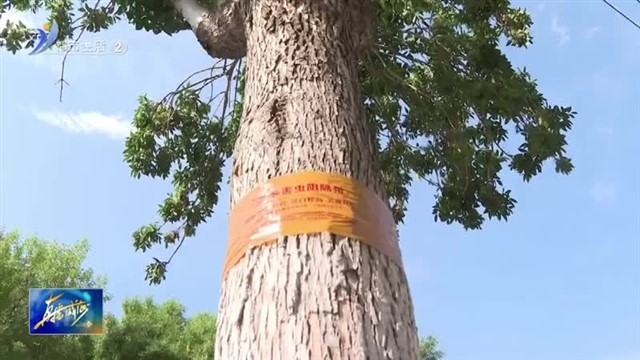 树木缠绕“金腰带”拉起虫害“隔离带” 【威海广电讯】